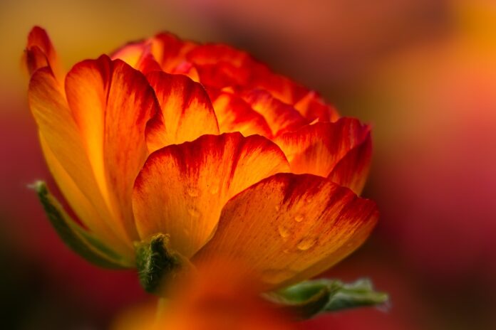 flower, orange flower, blossom-7918323.jpg