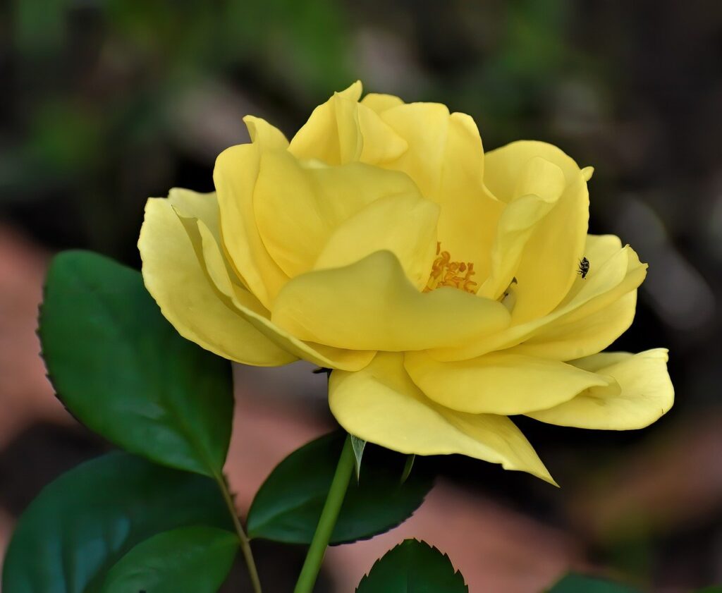 rose, flower, yellow rose-7914909.jpg